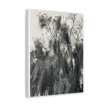 Home Decor, Canvas Gallery Wrap Vertical Wall Art, Say It Soul Black And White Moss Tree Outdoor Nature