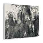 Canvas Gallery Wrap - Wall Art, Say It Soul, Black And White Moss Tree Outdoor Nature