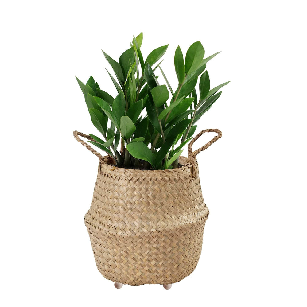 Seagrass Belly Basket w Handles, Beaded Planters Pot Cover for Indoor plants.