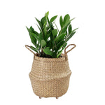 Seagrass Belly Basket w Handles, Beaded Planters Pot Cover for Indoor plants.