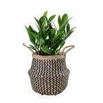 Seagrass Belly Basket w Handles, Beaded Planters Pot Cover for Indoor plants.