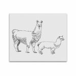 Wall Art / Llama  Frame Canvas Print 20"x24"