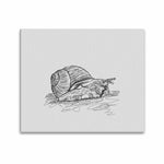 Wall Art / Snail  Frame Canvas Print 24"x20"